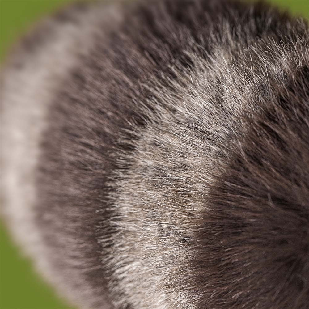 Peluche - Trixiwoo Raccoon (Réservation  - dispo mi-juillet )