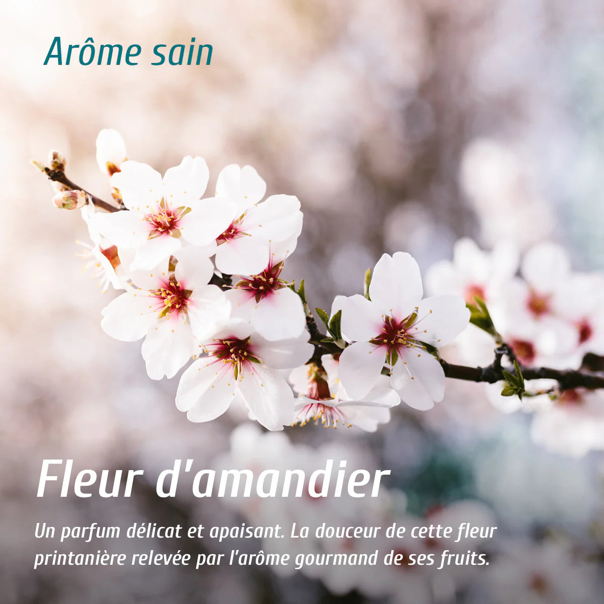 Diffuseur d'arôme - Fleur d'amandier